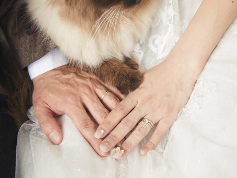 スタジオ ペットウェディングフォト