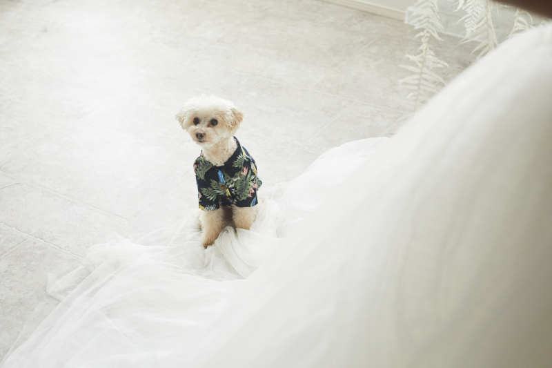 ドレスの上でチョコンとお座りカット