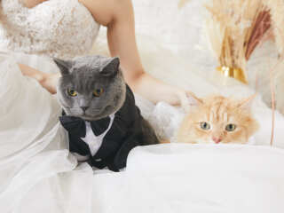 スタジオ撮影・猫ちゃんと一緒にウェディングフォト