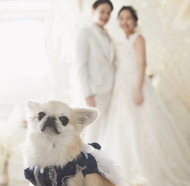 ドレリッチ表参道コレクション_ペットと一緒に撮影できる