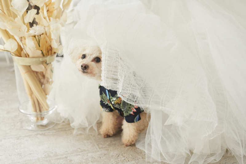 ドレリッチ表参道コレクション_ペットと一緒に撮影できる