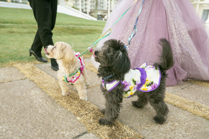 わんちゃんも撮影にドキドキ