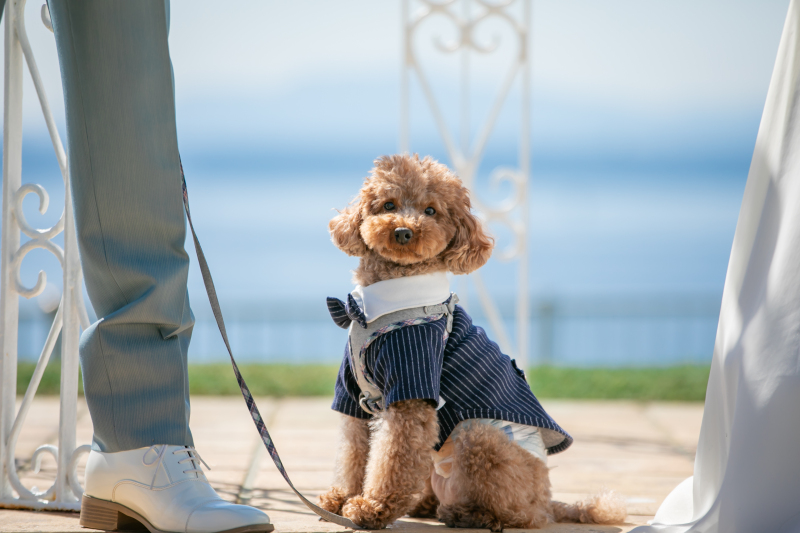 サービスショット！