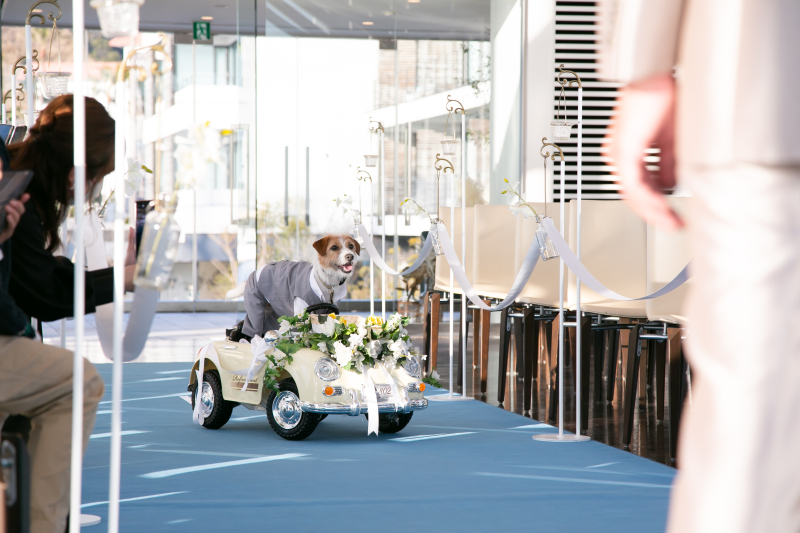 リビエラ逗子マリーナ_ペットと一緒に撮影できる