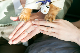 リビエラ逗子マリーナ_わんちゃんフォトウェディング