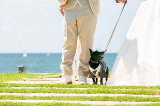 リビエラ逗子マリーナ_わんちゃんフォトウェディング
