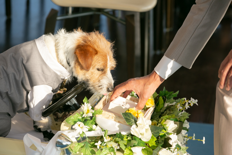 ★ペットと撮影もしたい方★愛犬フォトプラン（データ150カット・衣装・小物・美容・小物・ブーケ付き）