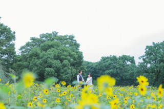 洋装ロケーション　(ひまわり)