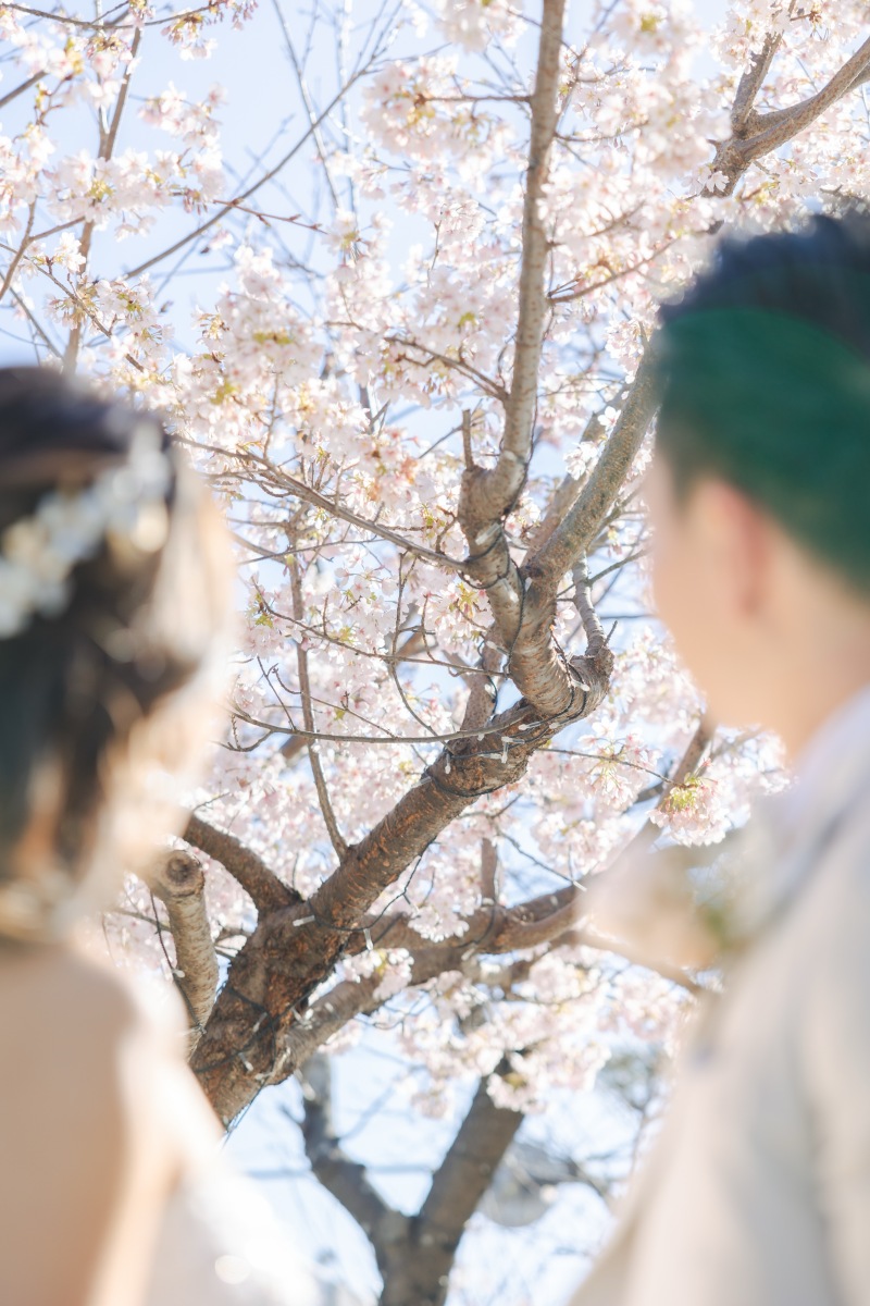 お二人越しの桜