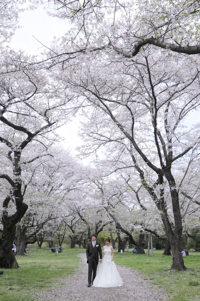桜の道
