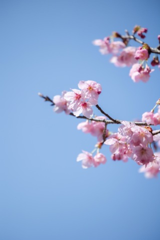 春の昭和記念公園で叶える、彩り豊かなロケーションフォト