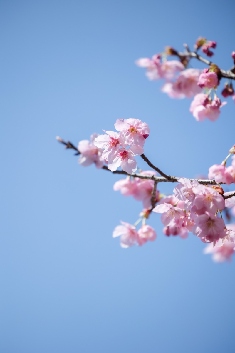 春の昭和記念公園で叶える、彩り豊かなロケーションフォト