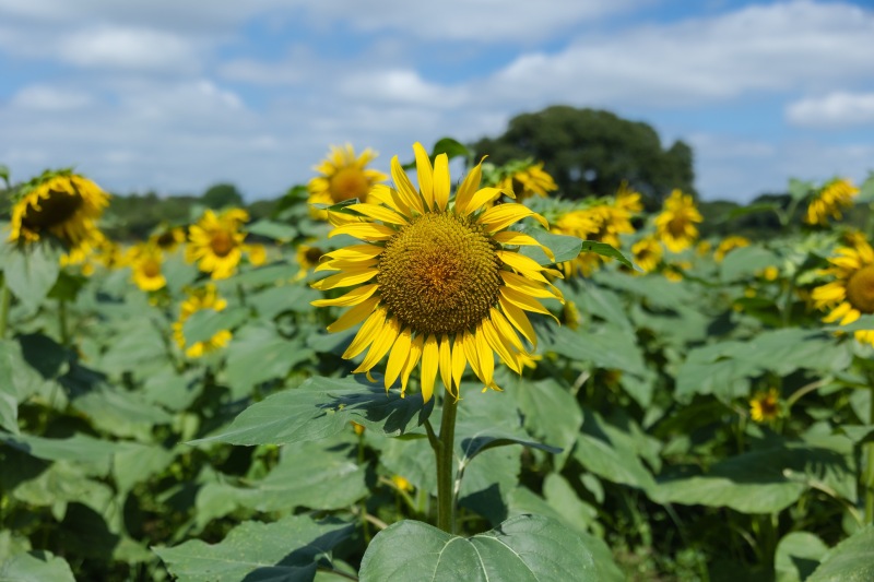 笑顔あふれる夏ロケーションフォト