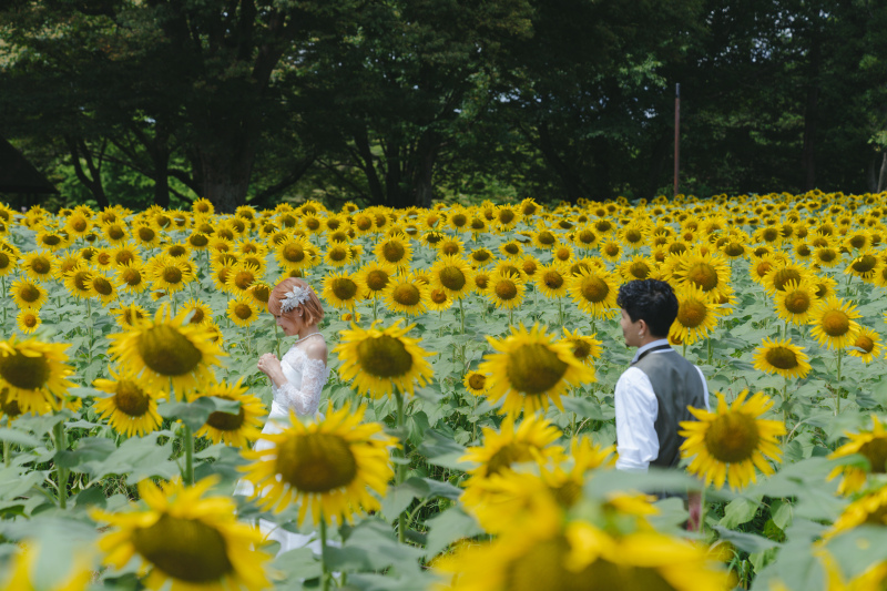 大きいひまわり