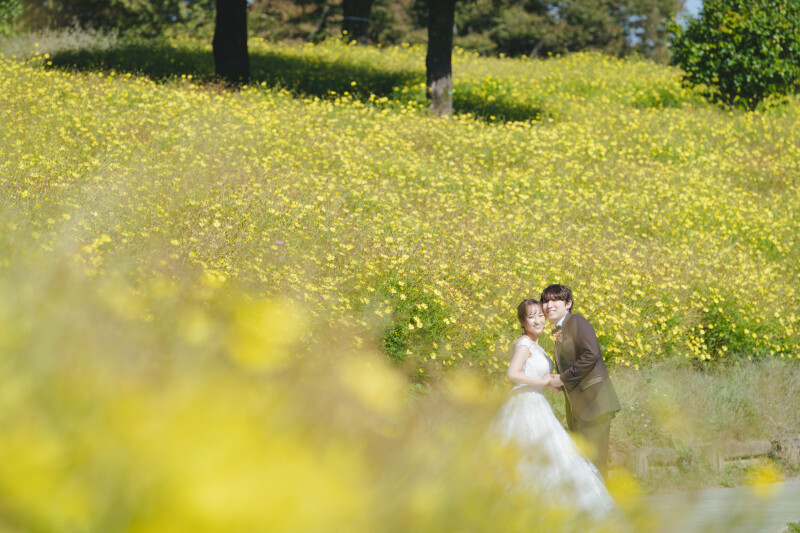 キバナコスモスのなかで