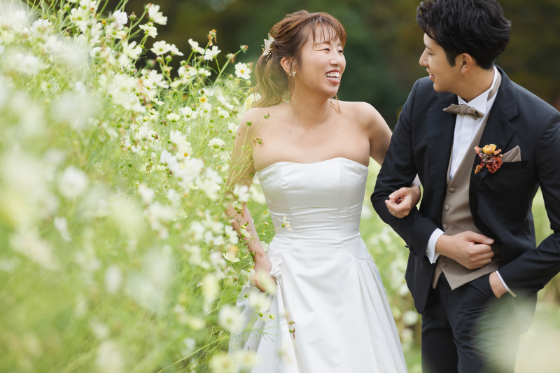 キバナコスモス