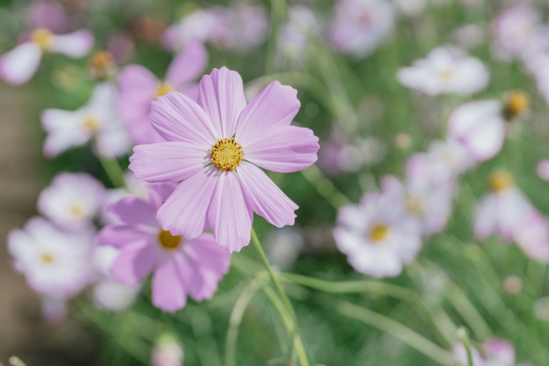 イメージカット