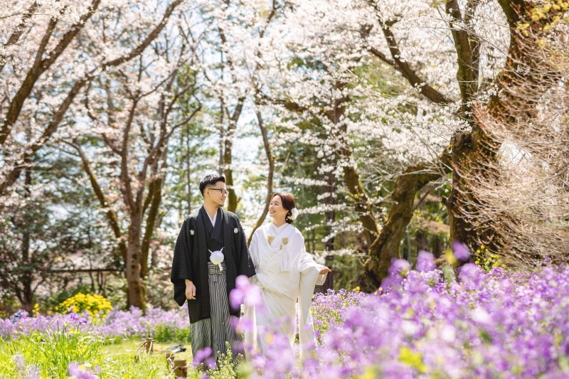 ムラサキハナナ×桜