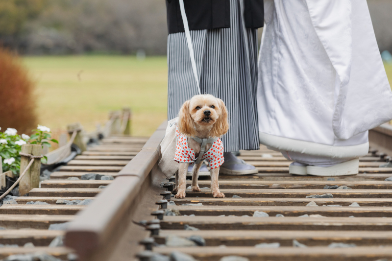 ワンちゃんのソロショット