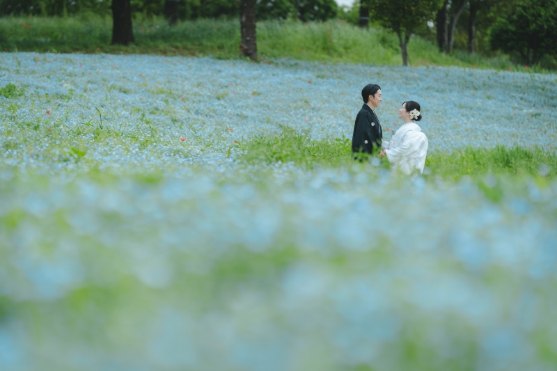 ネモフィラに埋もれて