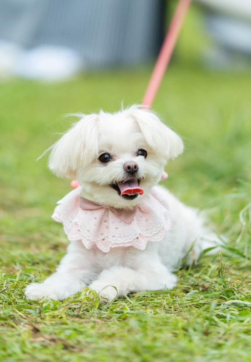 大切なワンちゃんと一緒に撮影しませんか?