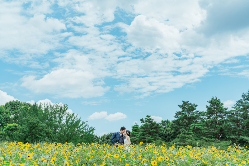 広大なひまわり畑