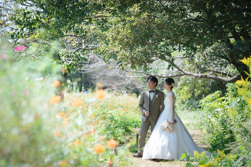 ふわふわコスモス撮影◎