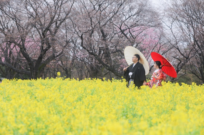 菜の花畑をお散歩