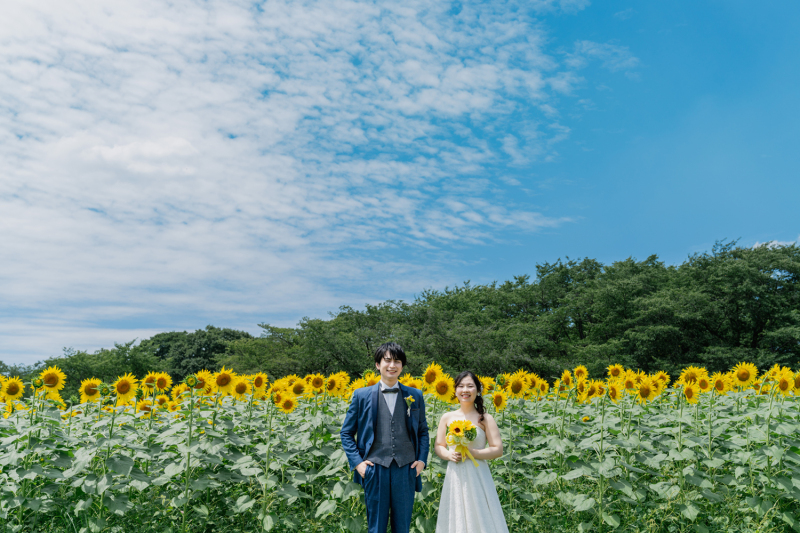 真夏のひまわり