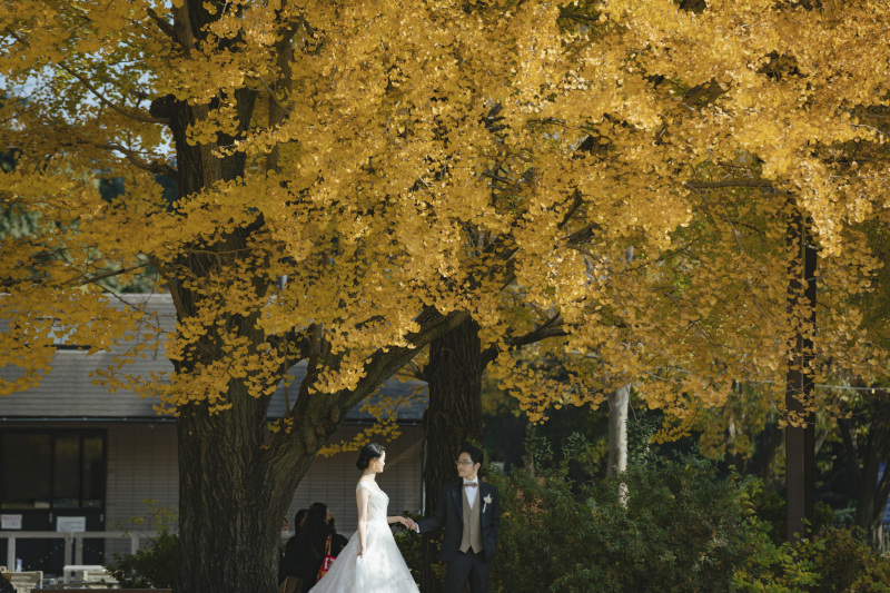 大きなイチョウの木の下で