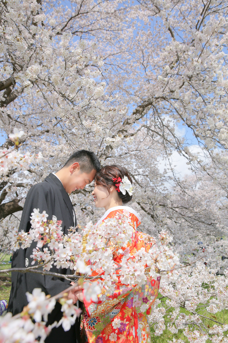 暖かな日差しのもと桜の下で前撮り。