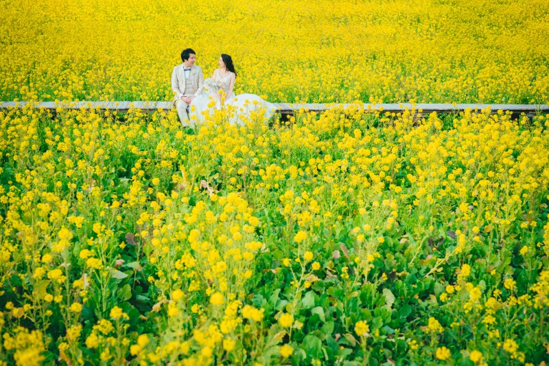 期間限定プラン