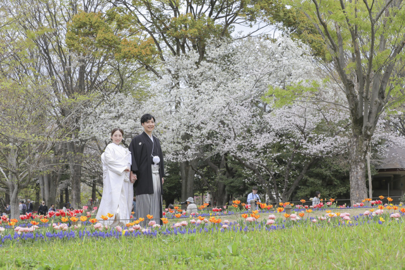 チューリップと桜のコラボ。