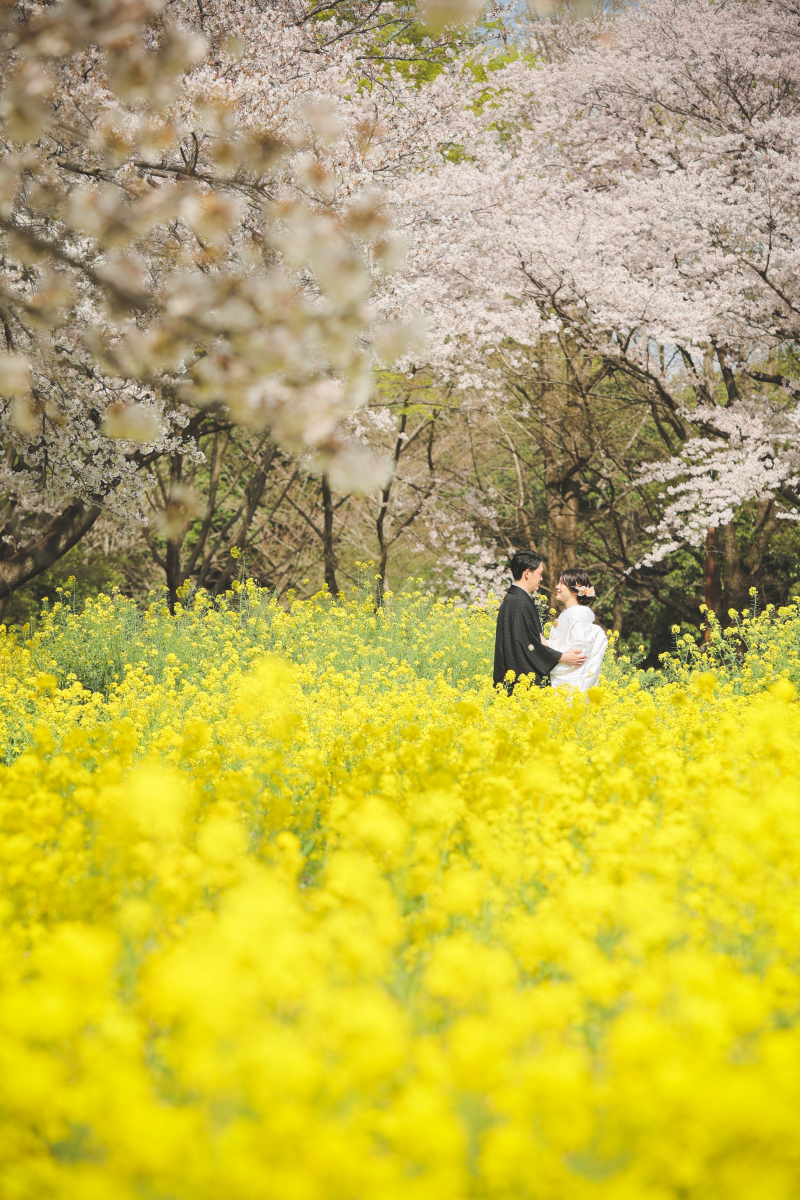 菜の花も桜も。