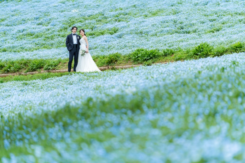 ネモフィラ(昭和記念公園)