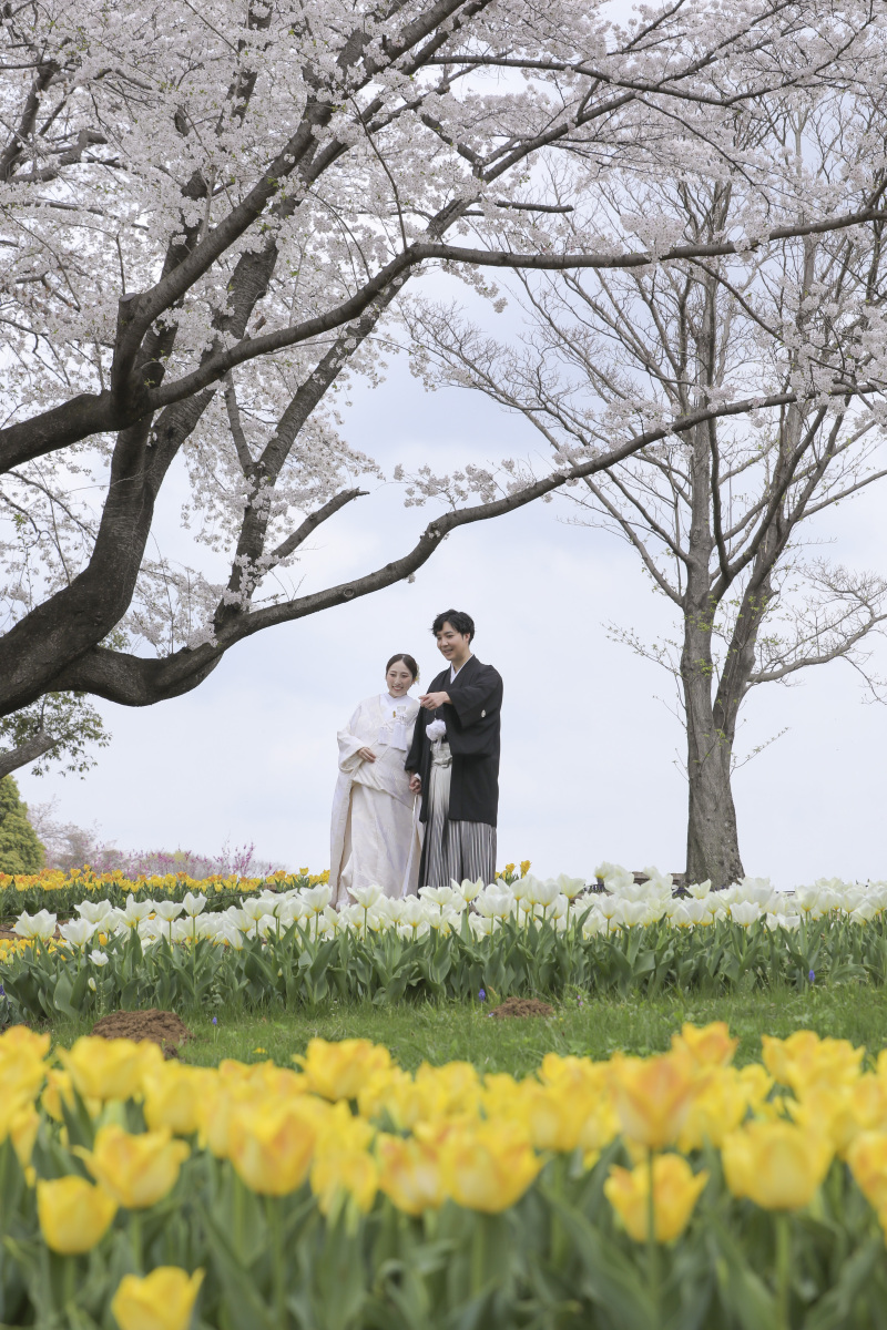 チューリップと桜のコラボ。