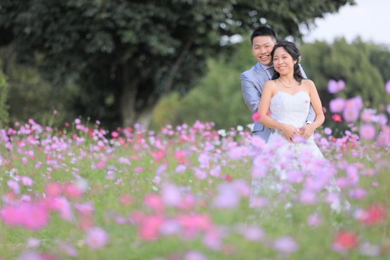 満開のコスモスの中で