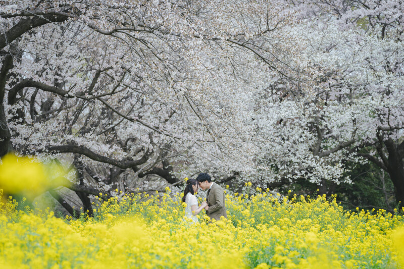 菜の花+桜