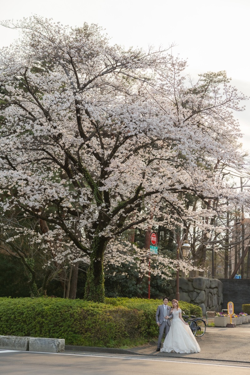 春爛漫の並木道