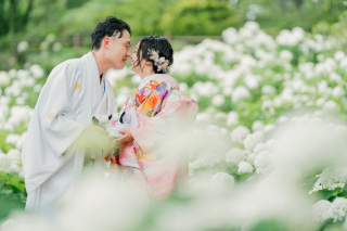 見頃のアジサイ