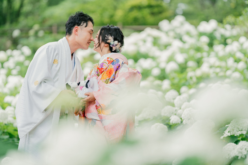 見頃のアジサイ