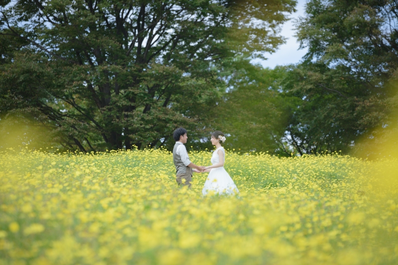 キバナコスモスに包まれて