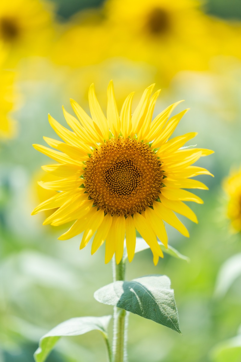 ロケとスタジオのショートヘアのスタイルチェンジ
