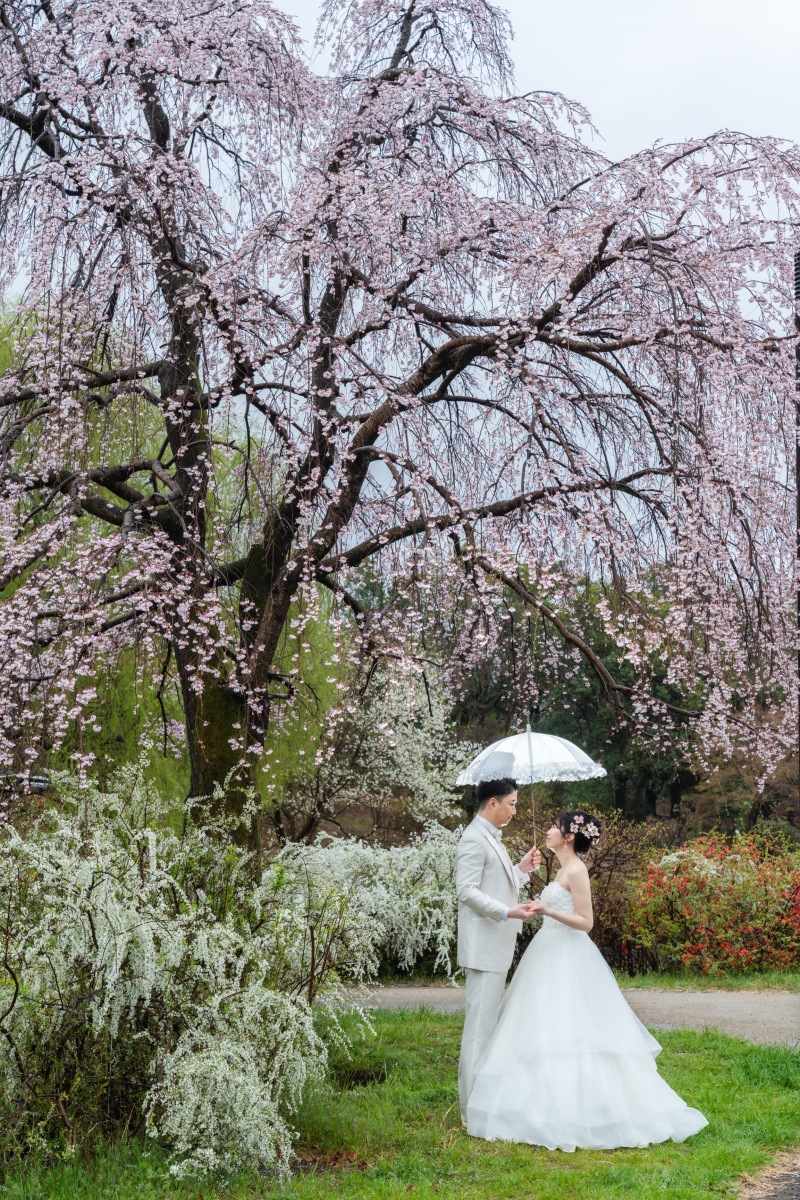 枝垂れ桜の下で