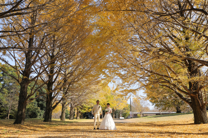 イチョウに囲まれて