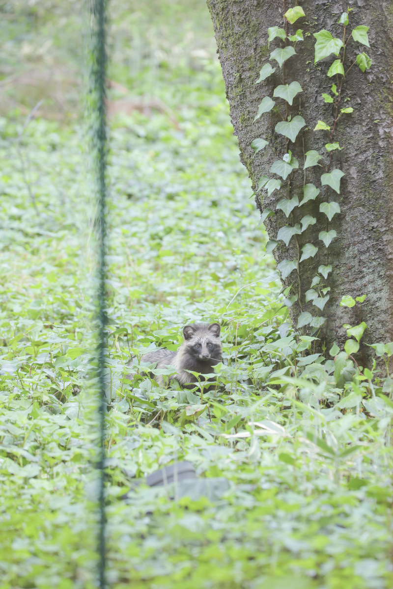 サプライズゲスト。