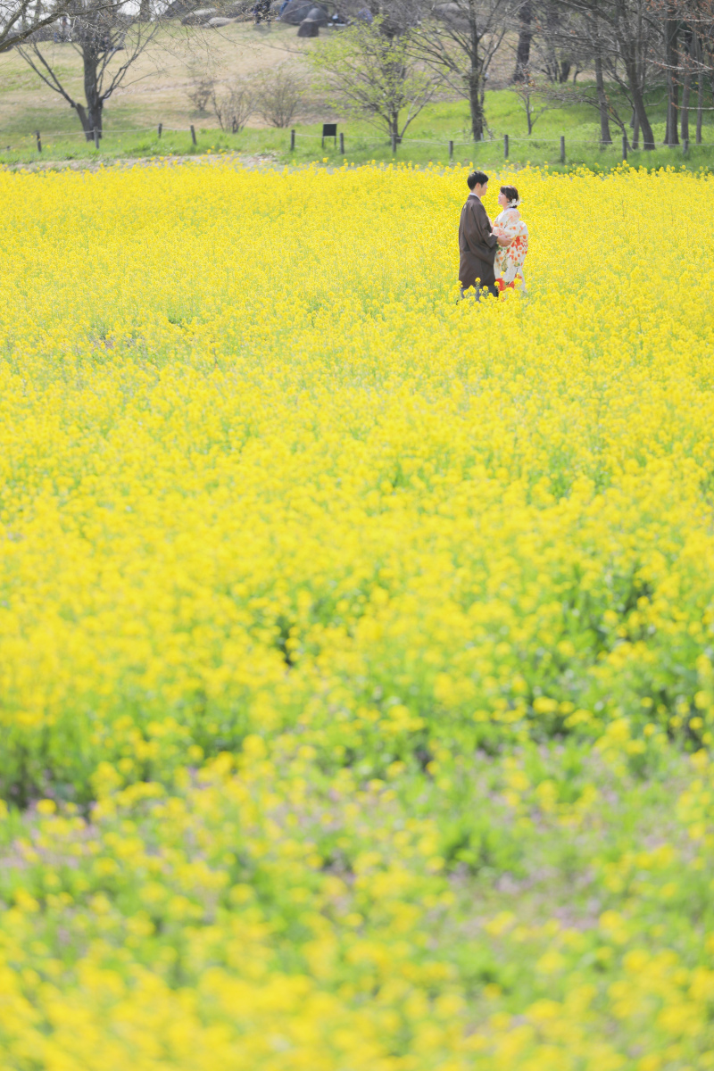 菜の花畑を独り占め