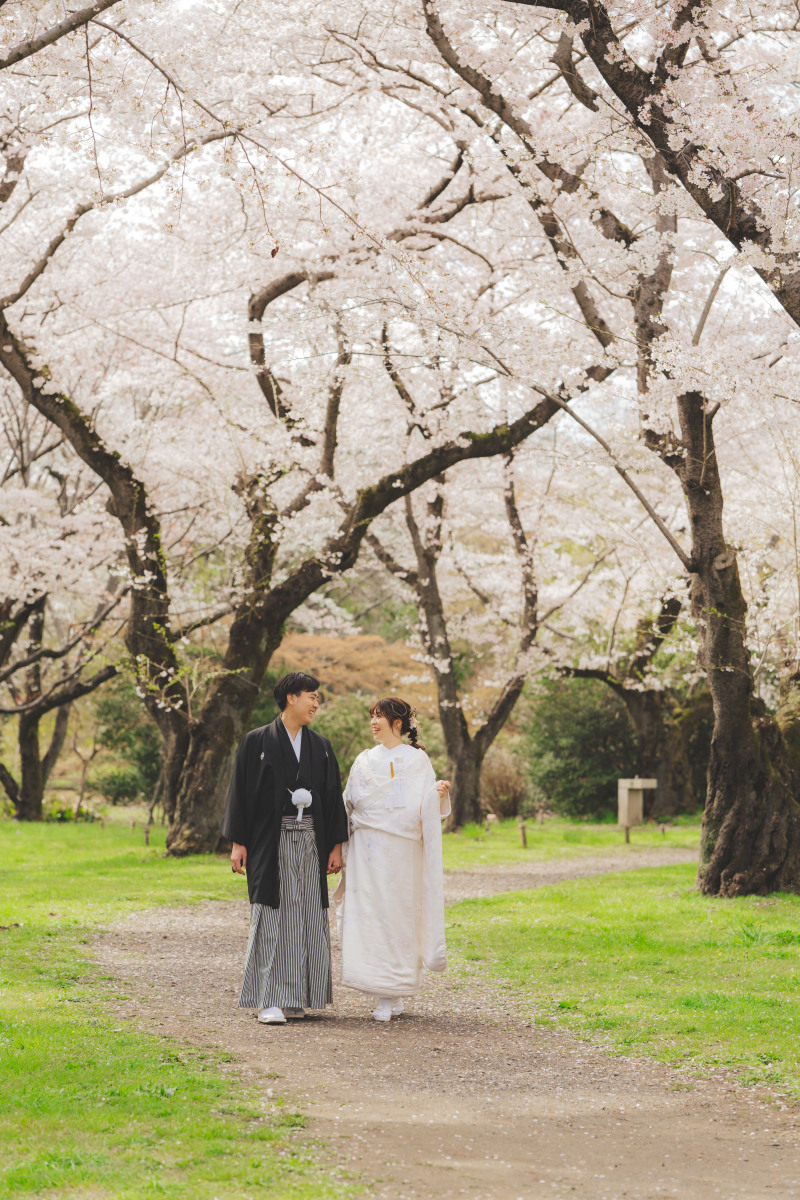 昭和記念公園桜6
