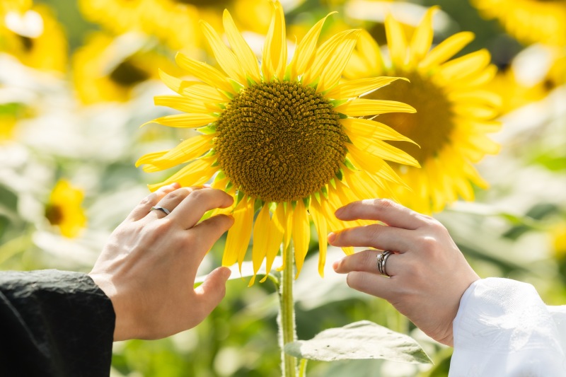 ひまわりと和装