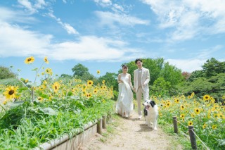 ひまわりの季節！